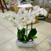 Özel Seramik Beyaz Orkide