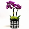 Phalaenopsis Mini Mor Orkide