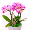 Pembe Orkide