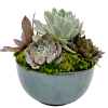 Seramik Saksıda Succulent