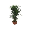 YUCCA BİTKİSİ