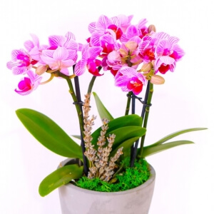 Pembe Orkide
