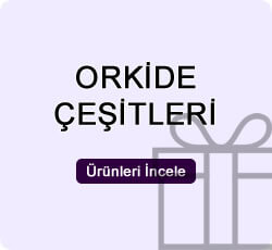 Orkide Çeşitleri