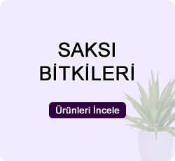 Saksı Bitkileri